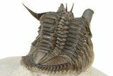 Amazing, Tower Eyed Erbenochile Trilobite - Morocco #232765-3